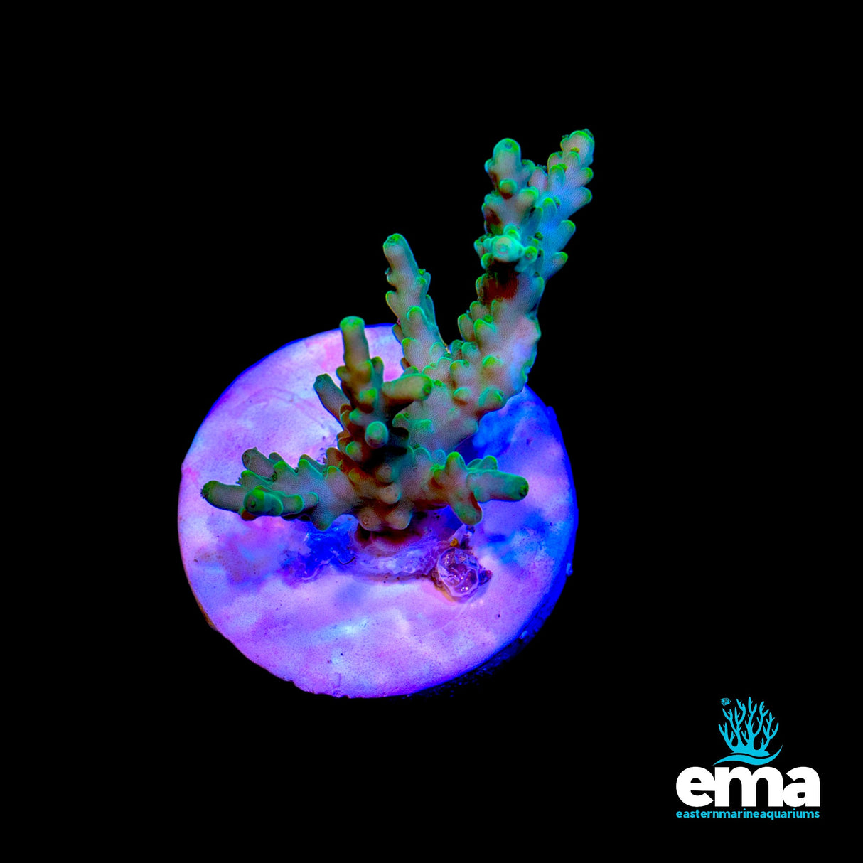 Yellow Green Acropora Fragment