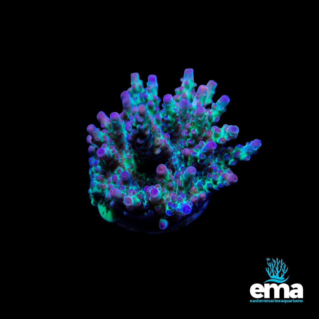 Green & Pink Tipped Acropora Fragment