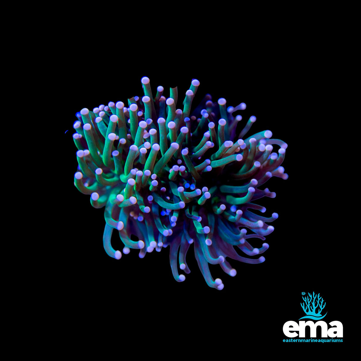 Pink Tipped Green Torch