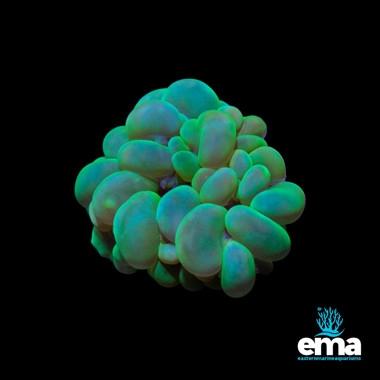 Green Bubble Coral