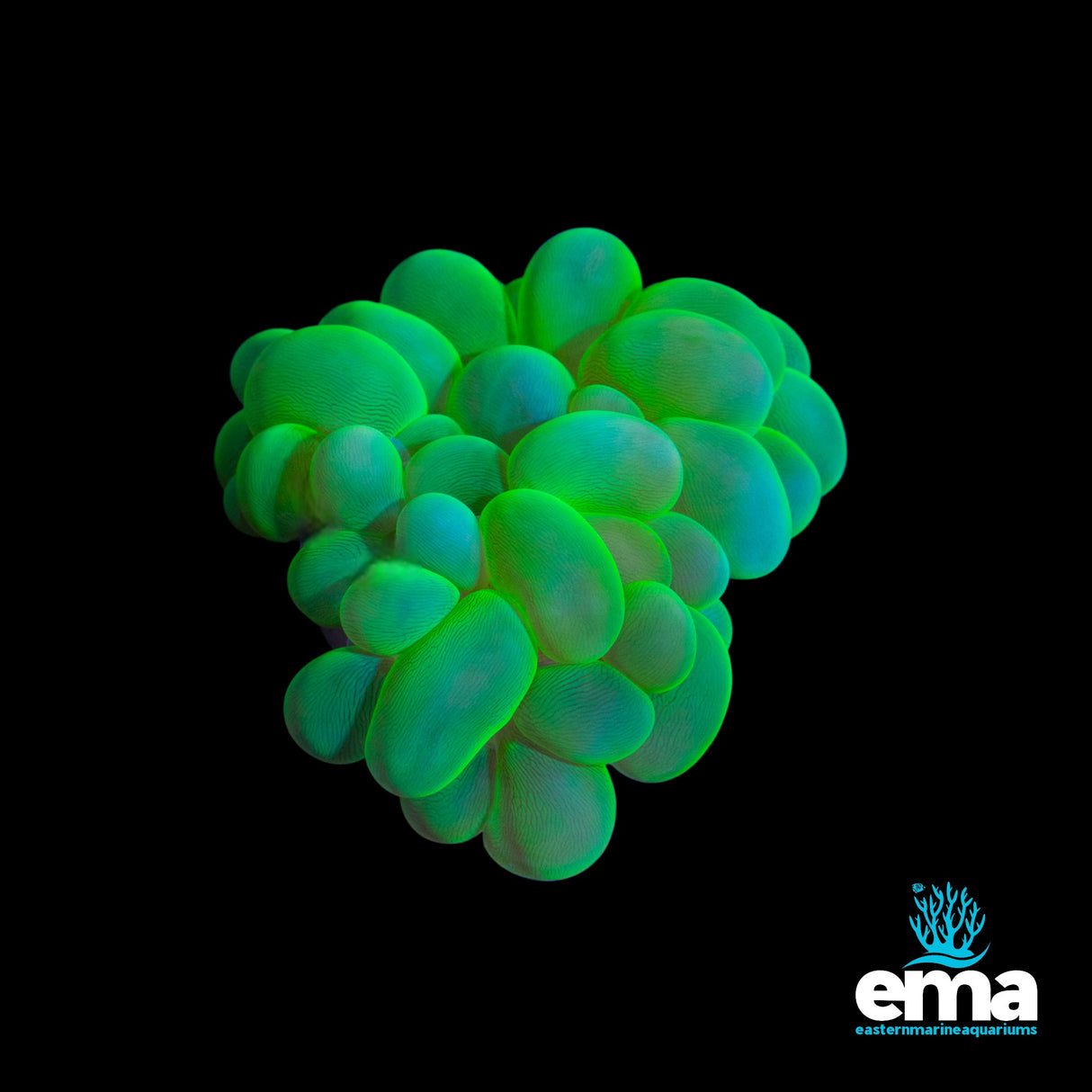 Green Bubble Coral