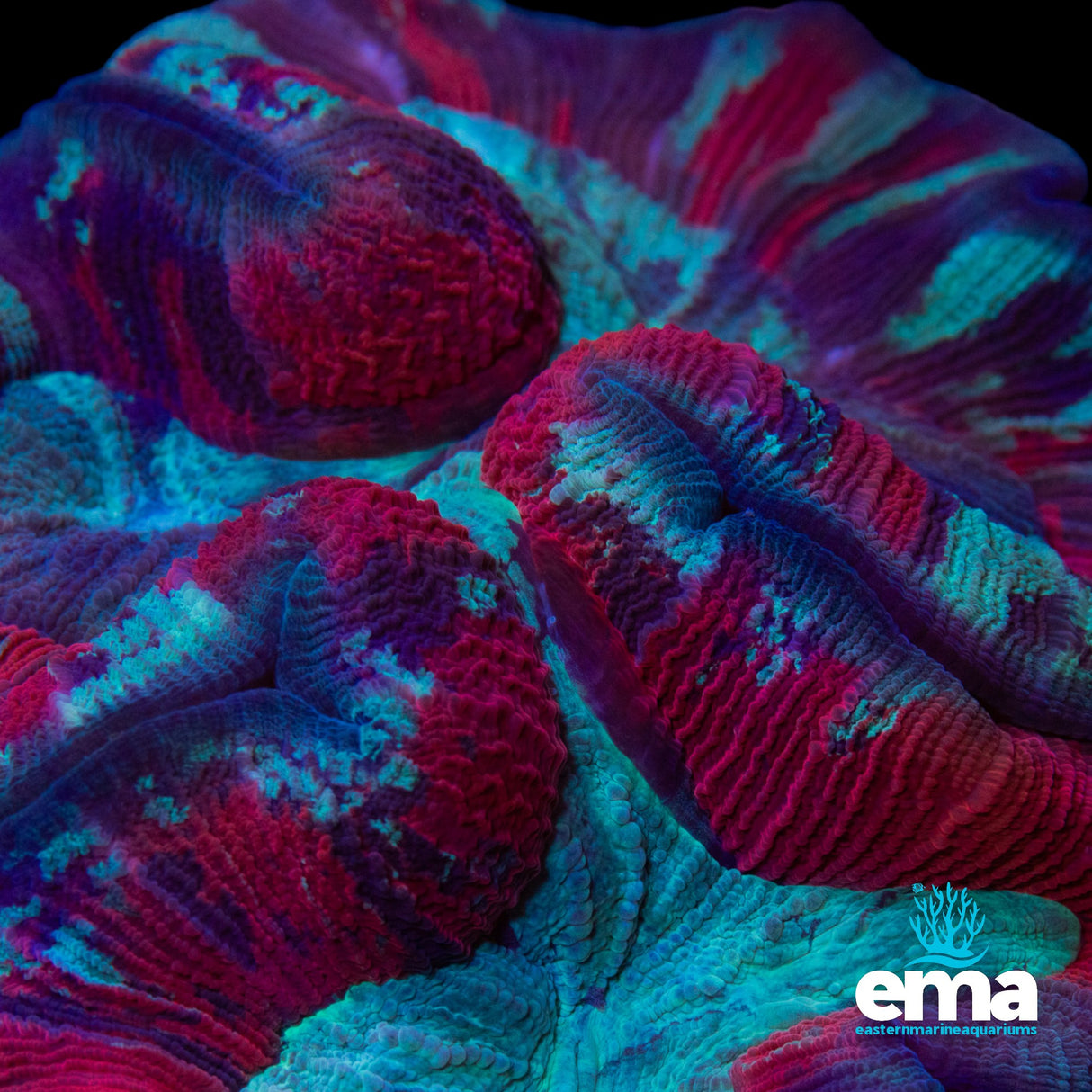 Multicolour Red & Teal Trachyphyllia