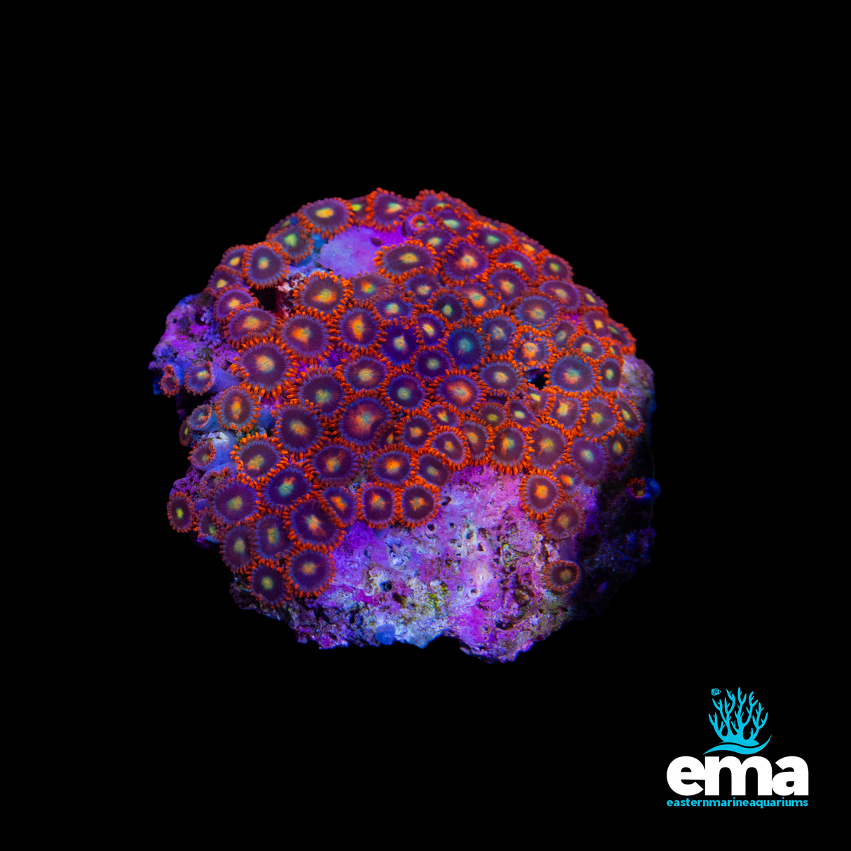 Zoanthid - Toxic Orange/Red