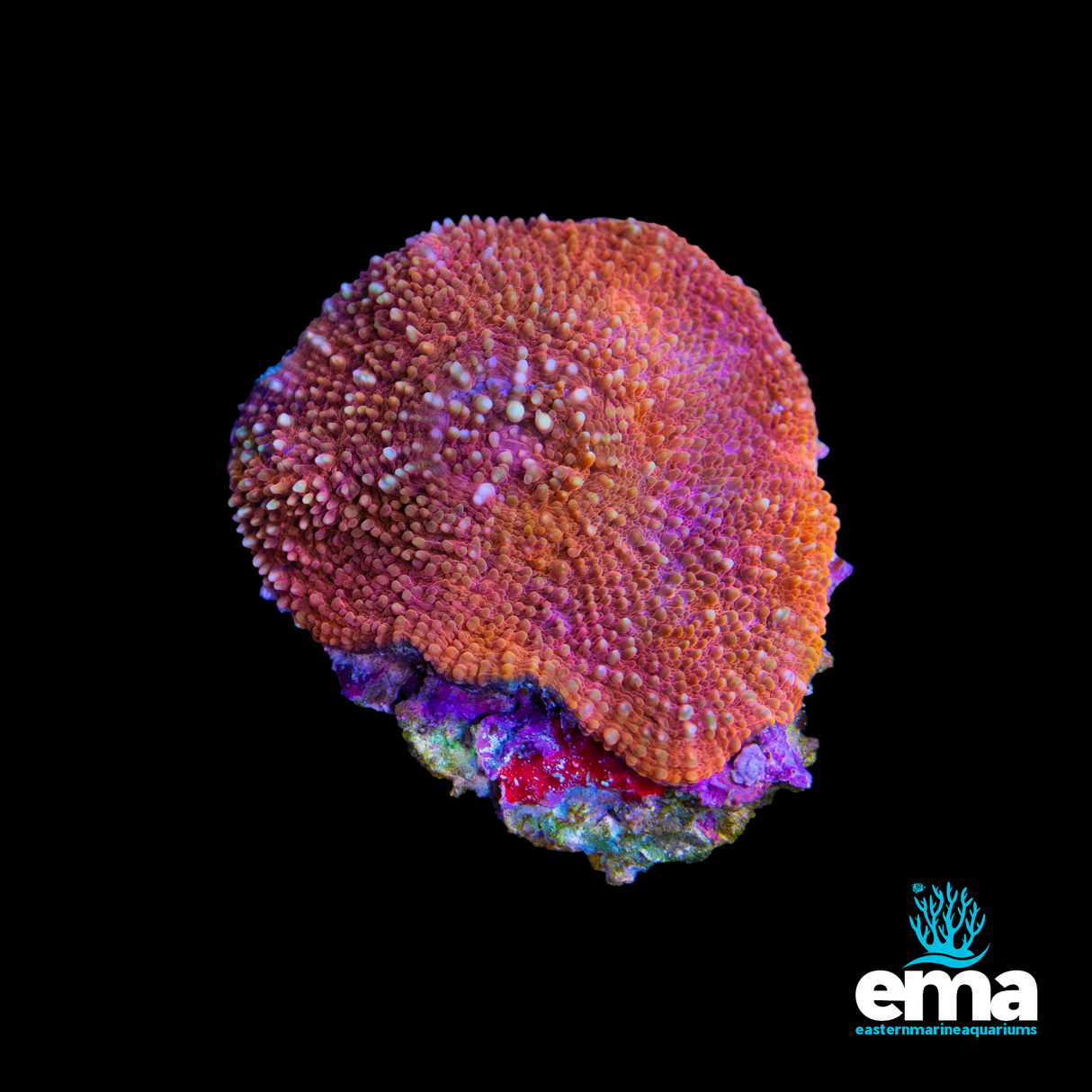 Toxic Orange Scolymia vitensis