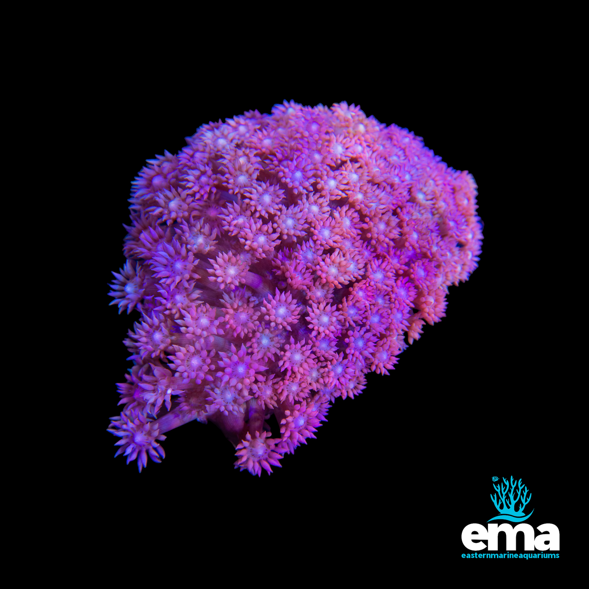 Pink Goniopora Mini Colonies