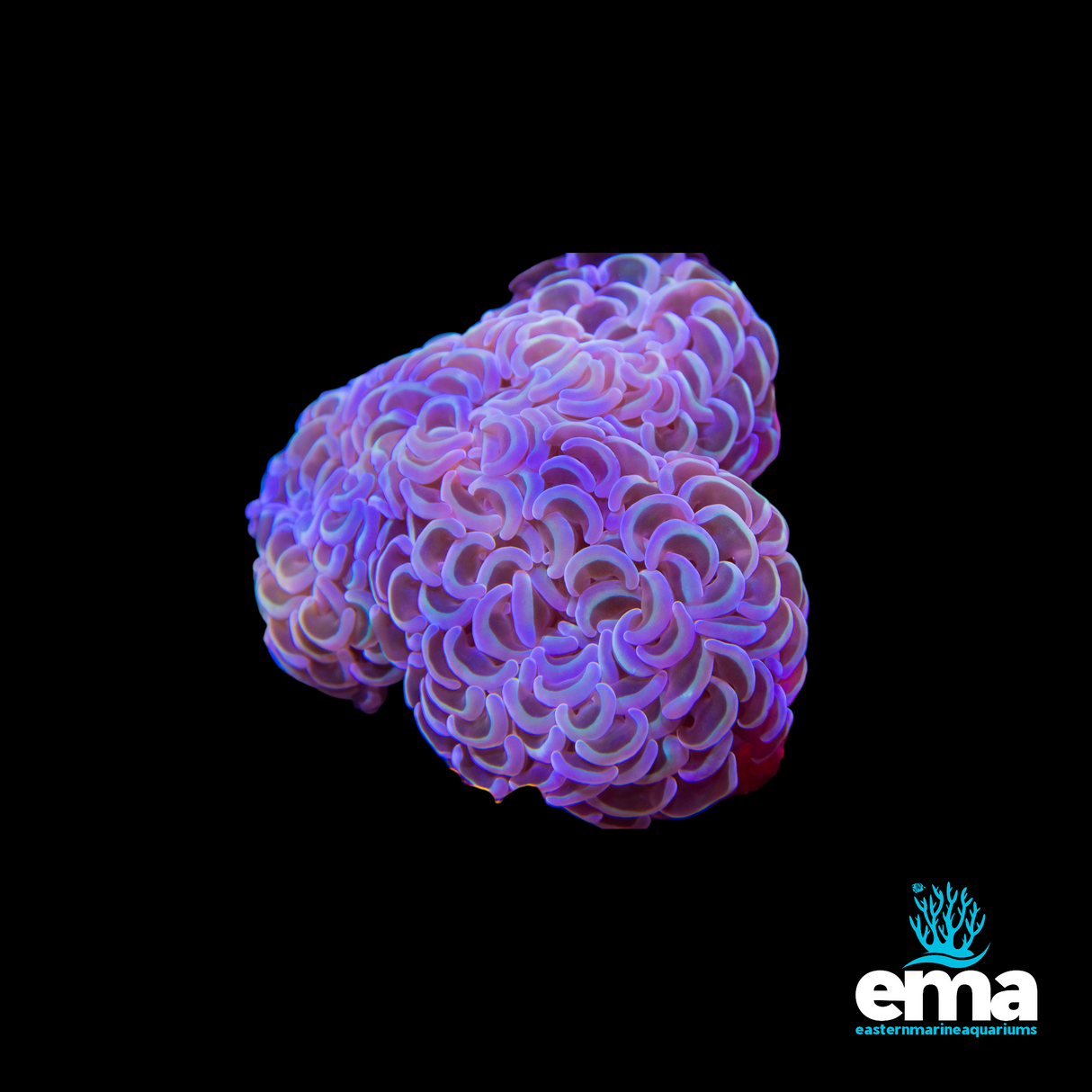 Metallic Rainbow Hammer