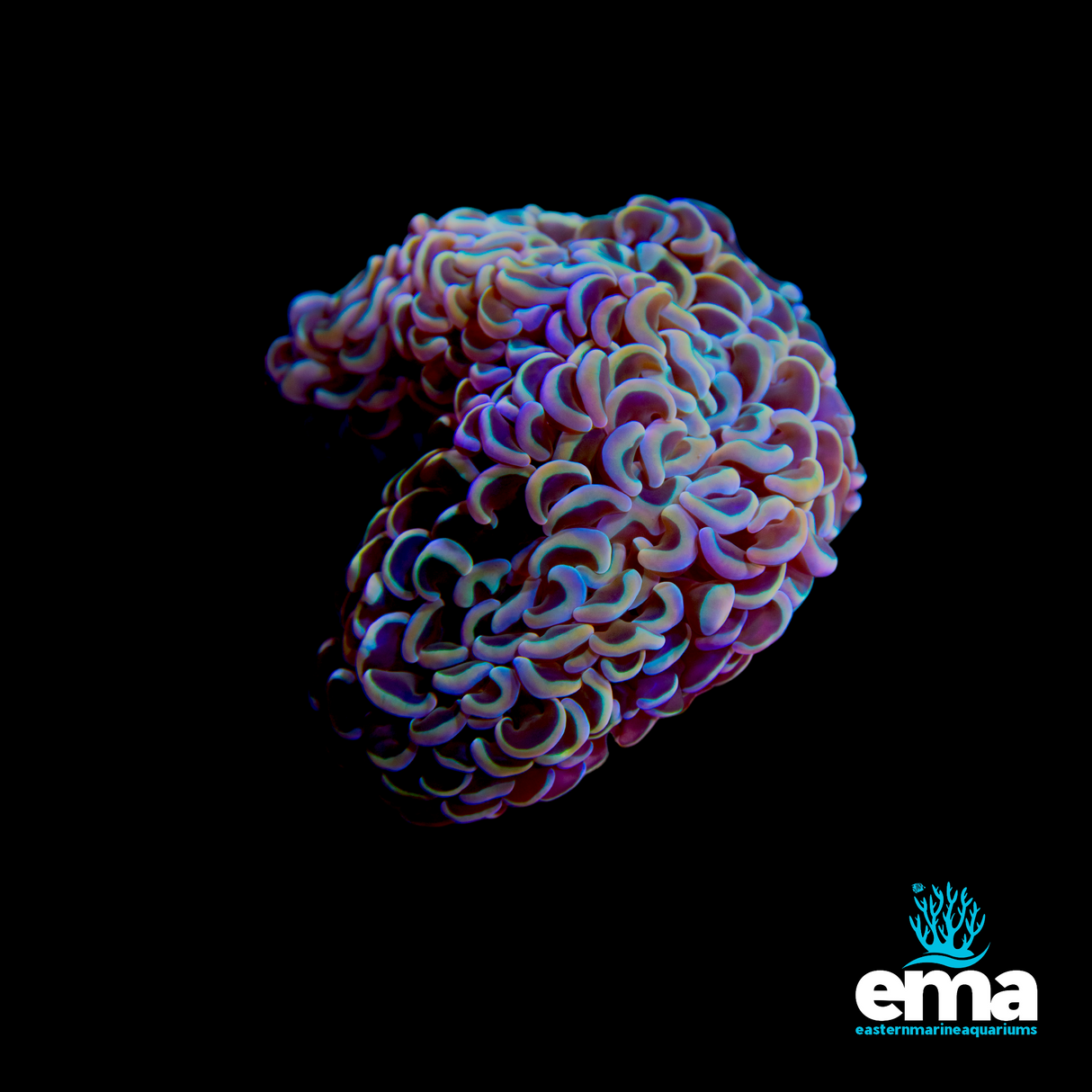 Metallic Rainbow Hammer