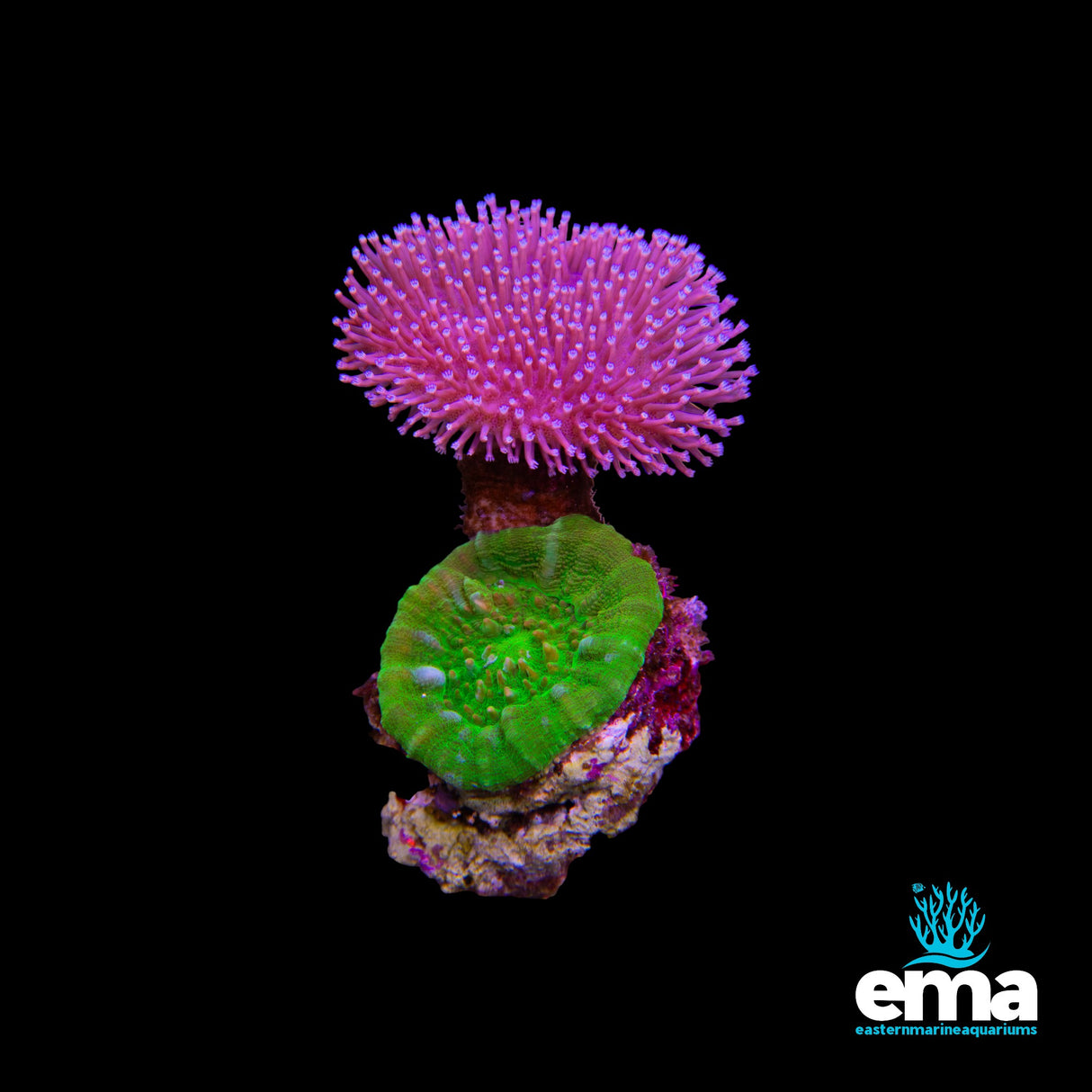 Toadstool & Toxic Green Scolymia Australis Combo Rock