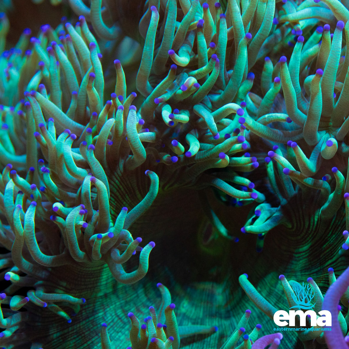 Rare Blue-Tipped Elegance Coral – XL Colony