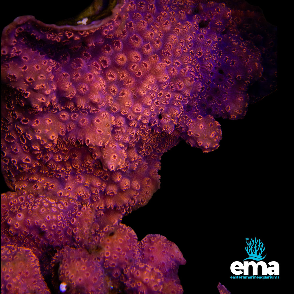 Toxic Orange Pavona Colony