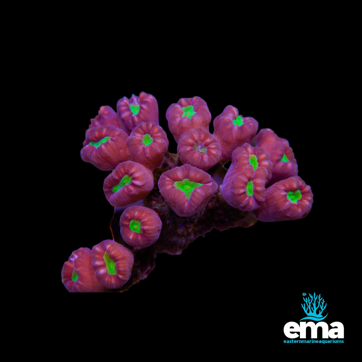 Toxic Green Center Candycane Colony