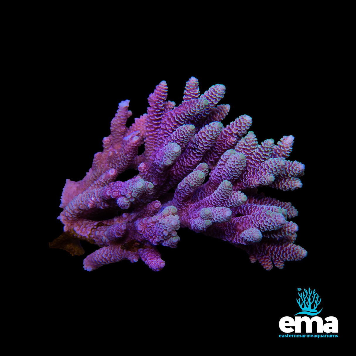 Acropora Millepora