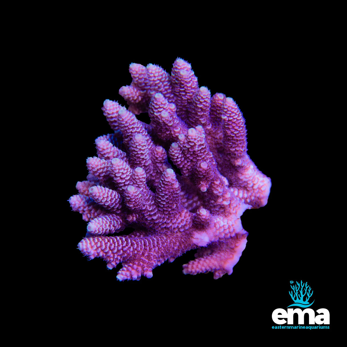 Acropora Millepora
