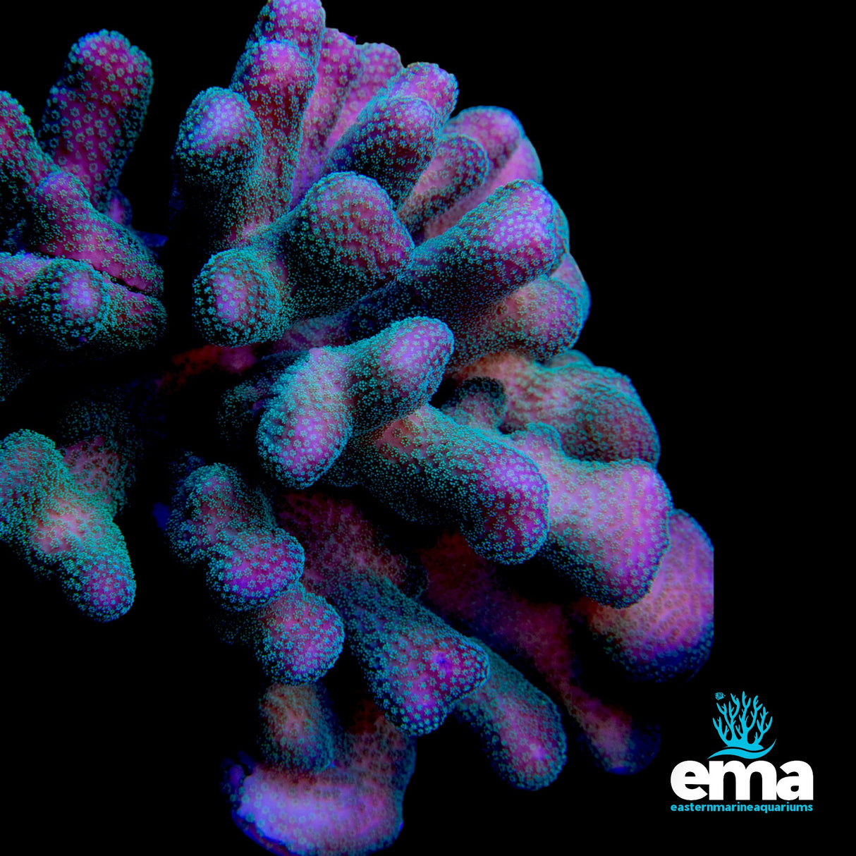 Green Stylopora