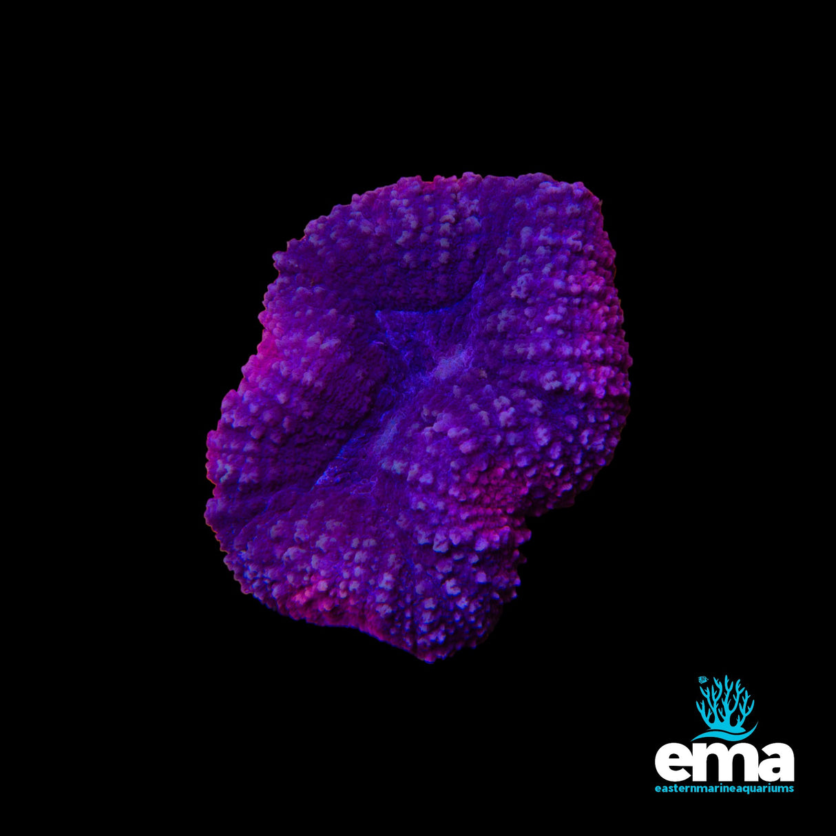 Purple & Pink Lobophyllia