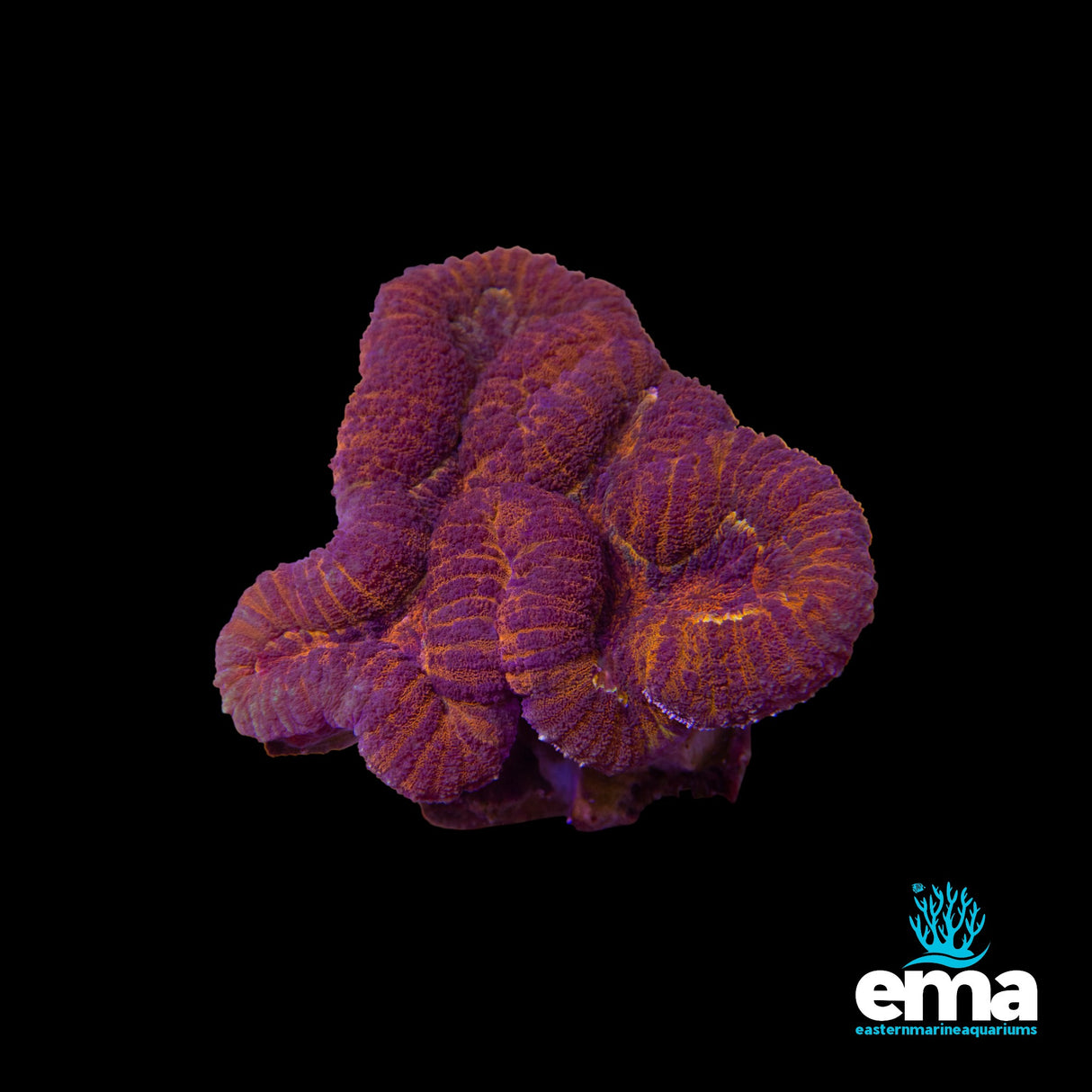 Electric Orange & Red Lobophyllia