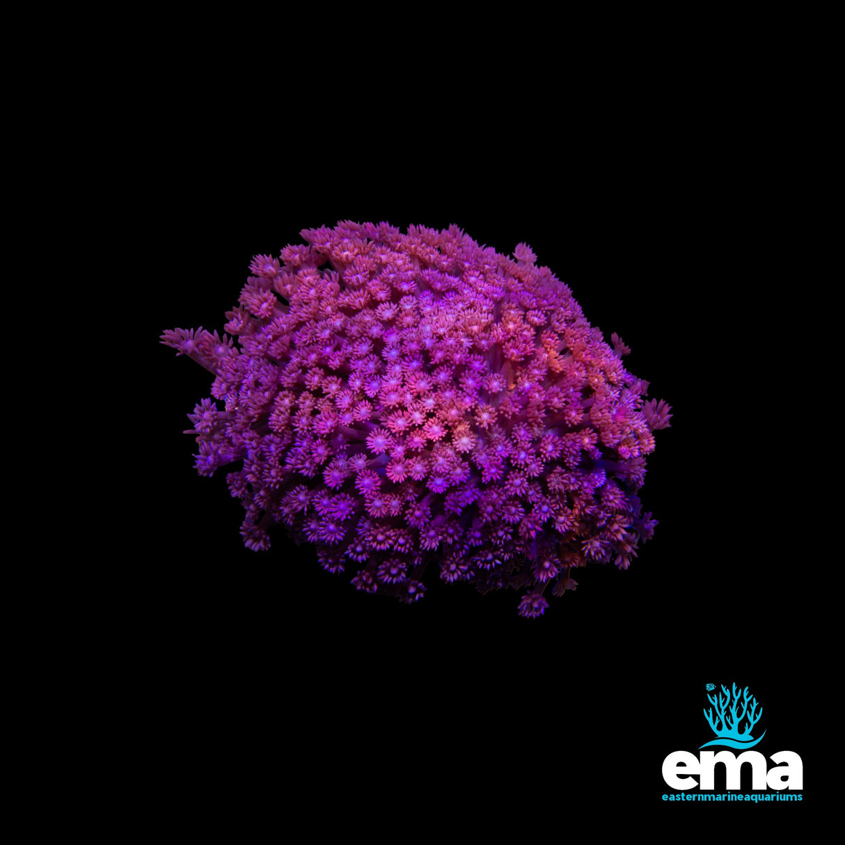 XXL Pink Goniopora Colony