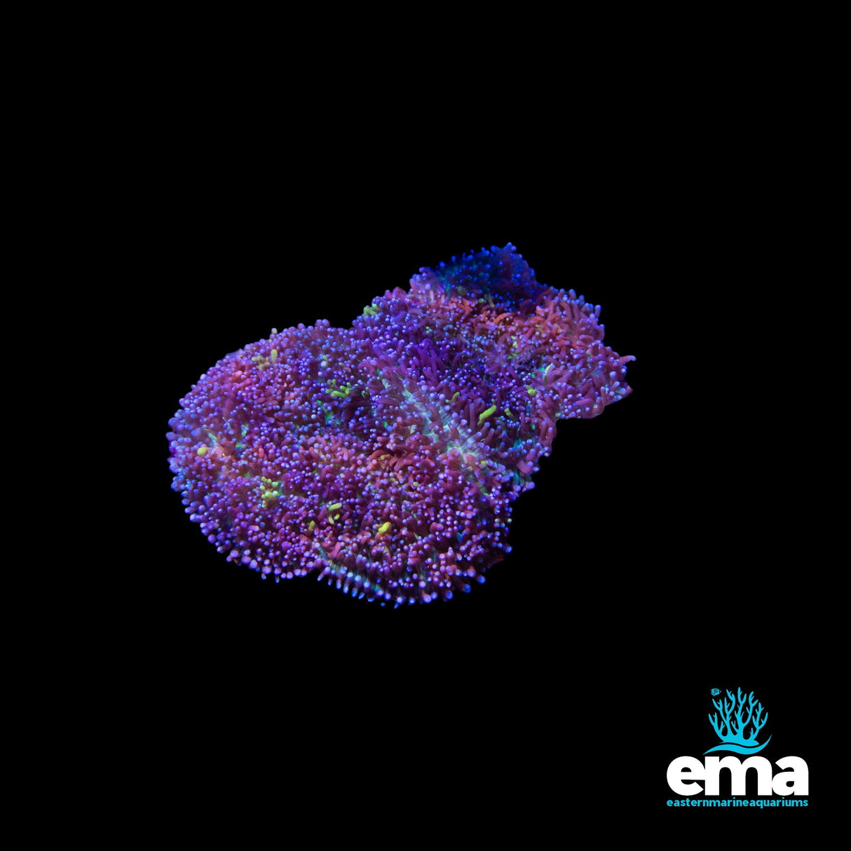 Purple & Green Mushroom Rock