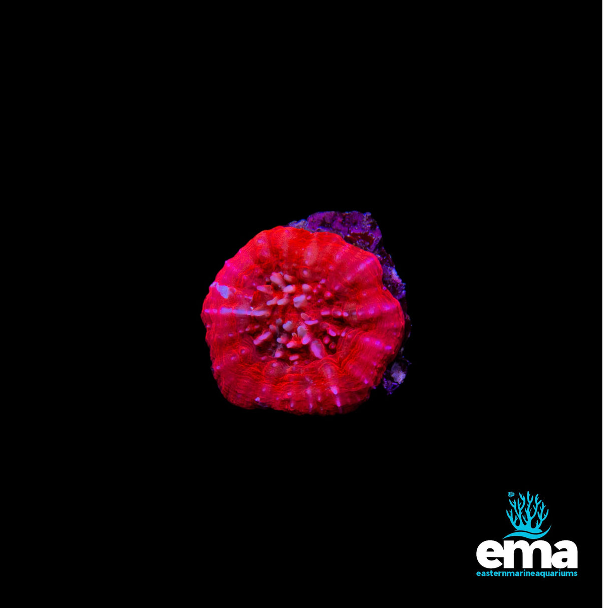 Red Scolymia Australis