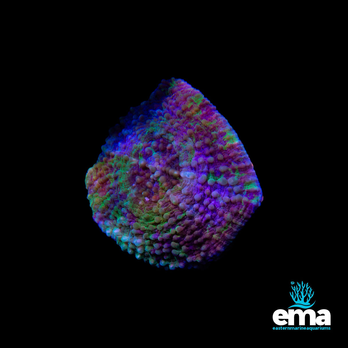 Green Scolymia Vitensis