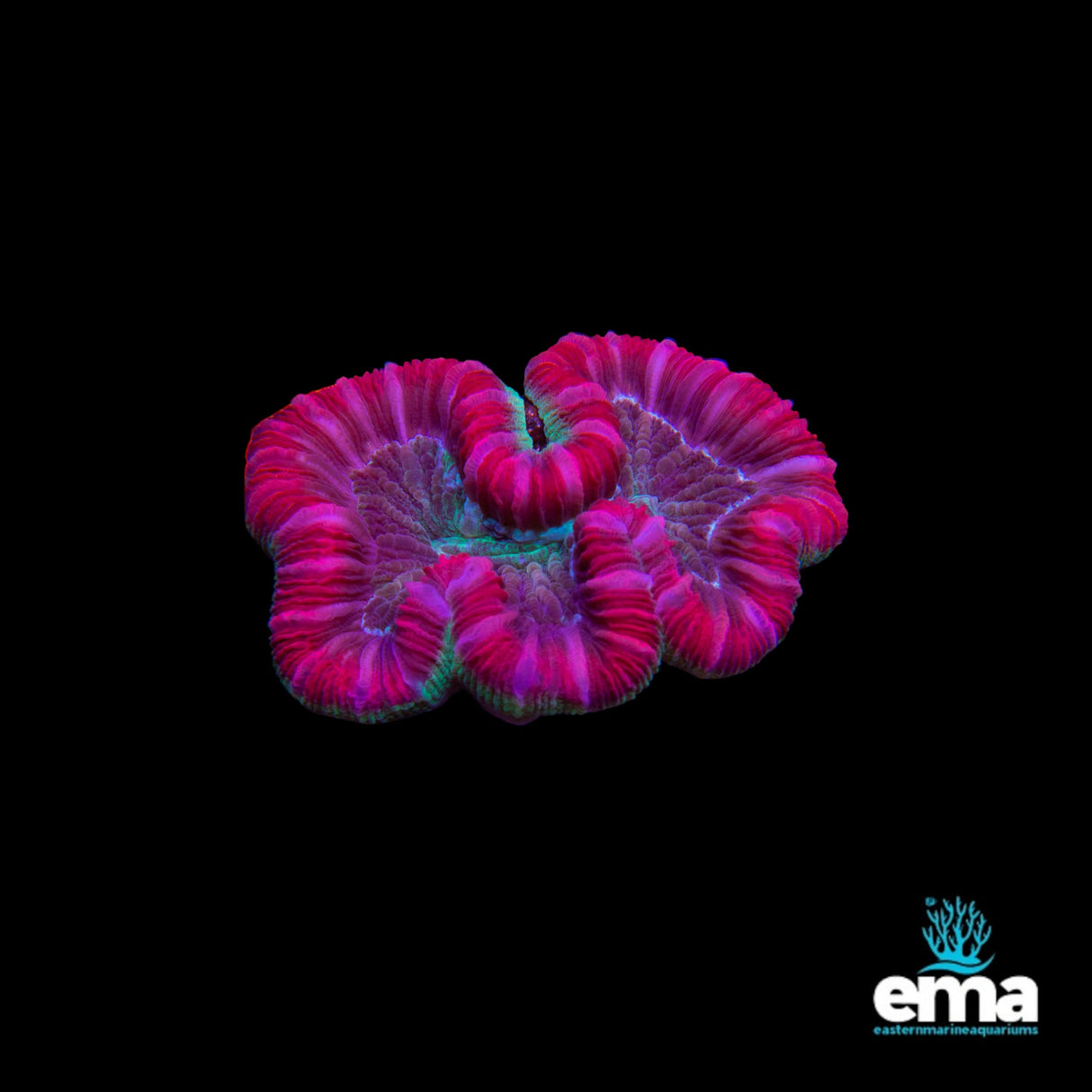 Trachyphyllia Coral - 3 Pack