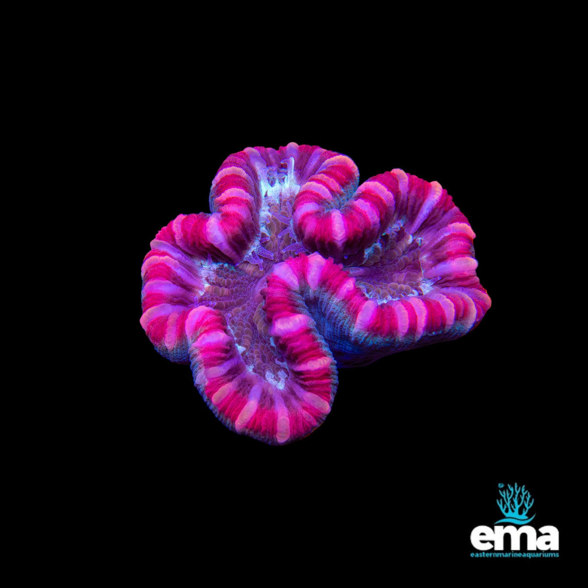 Trachyphyllia Coral - 3 Pack