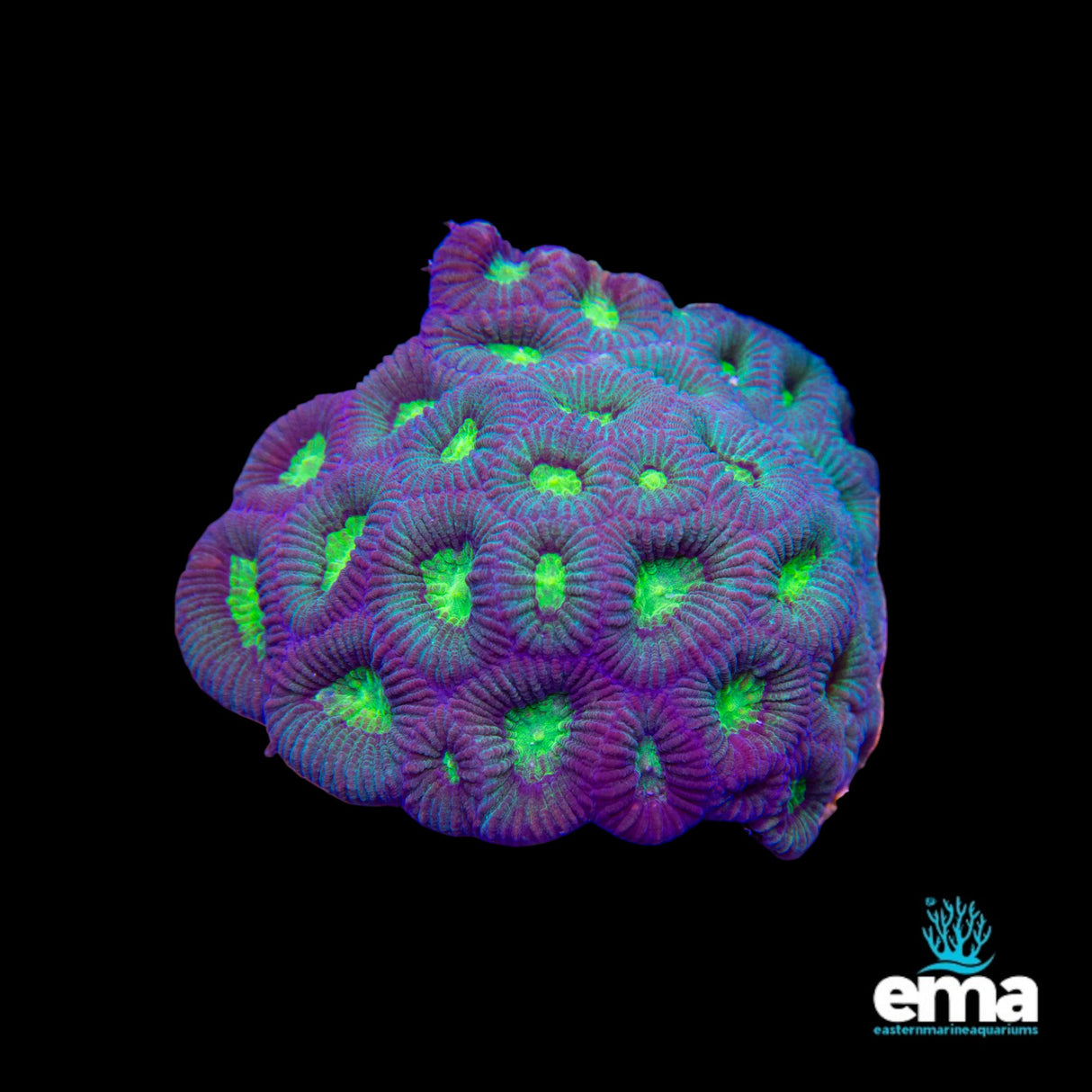 Goniastrea Coral