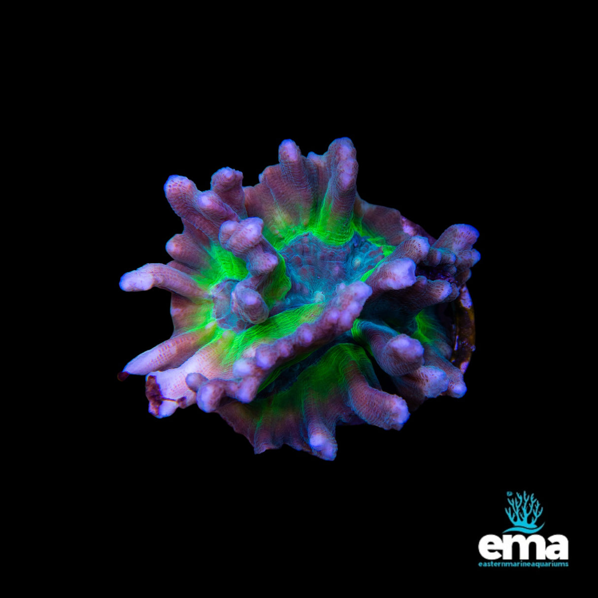 Pectinia Cup Coral - Medium