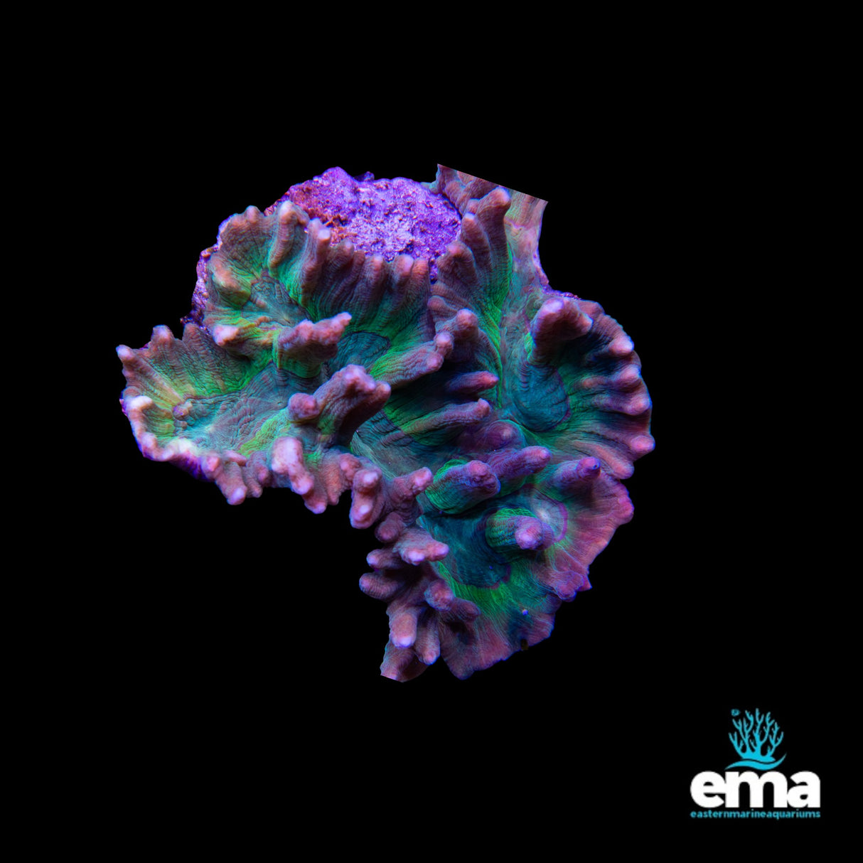 Pectinia Cup Coral - Medium