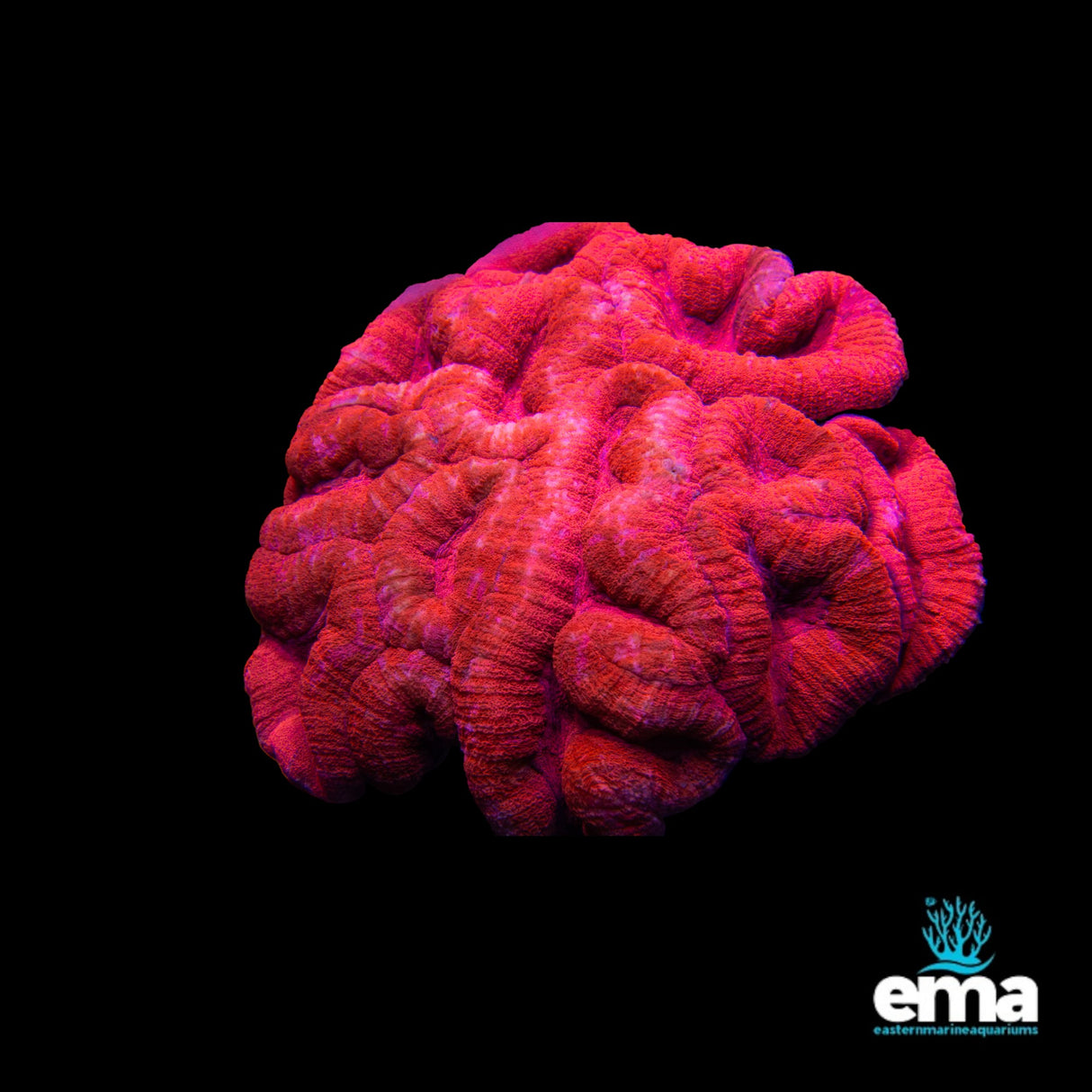 Lobophyllia Coral - Extra Large