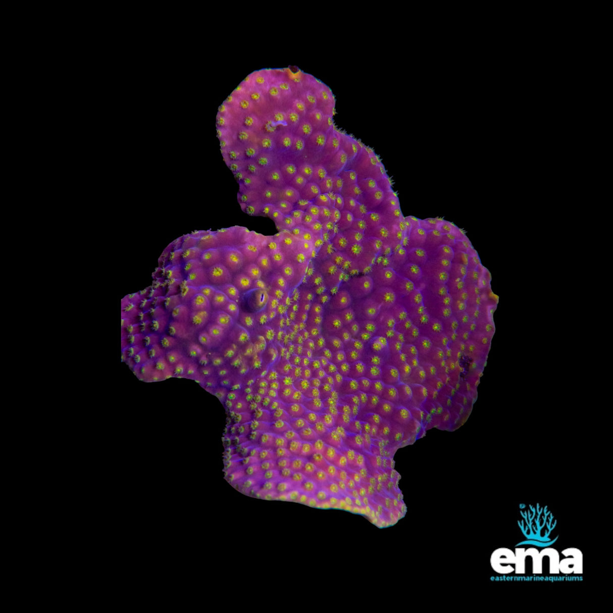 Turbinaria Coral Medium