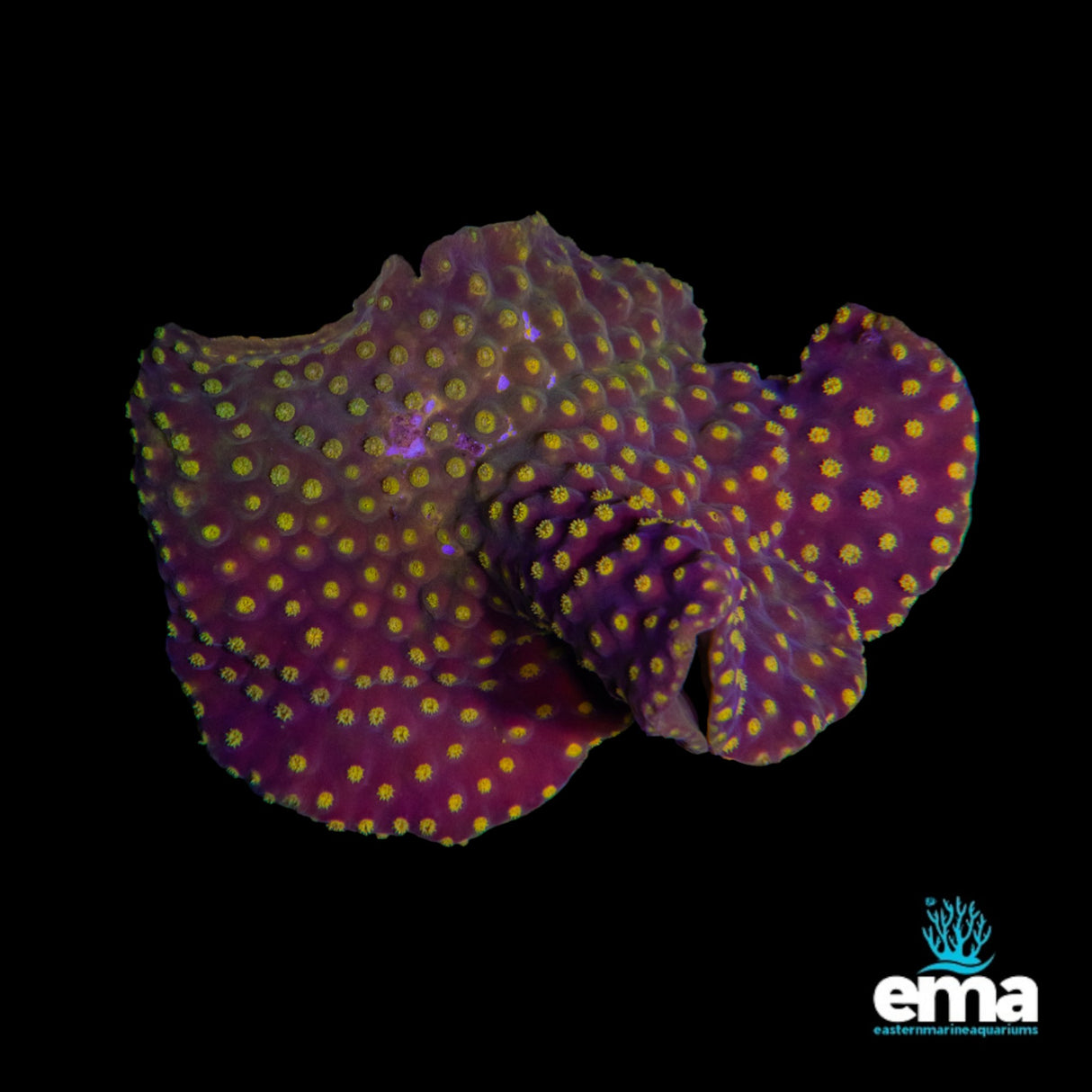 Turbinaria Coral Medium