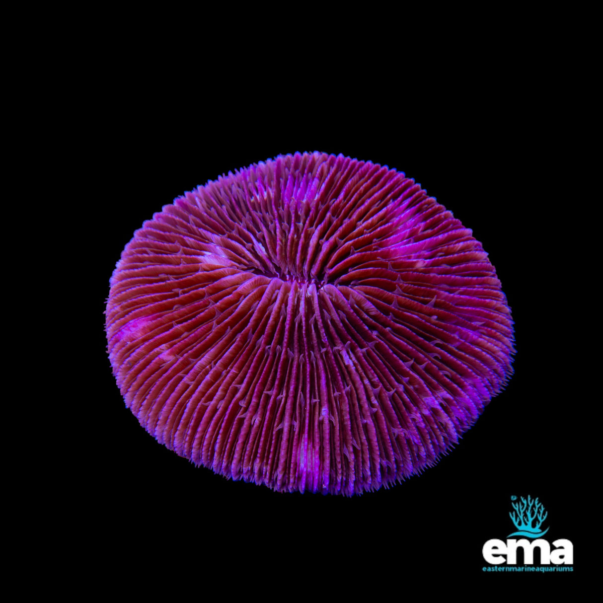 Fungia Plate Coral Large