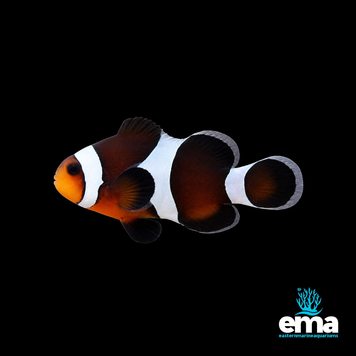 Mocha Ocellaris Clownfish