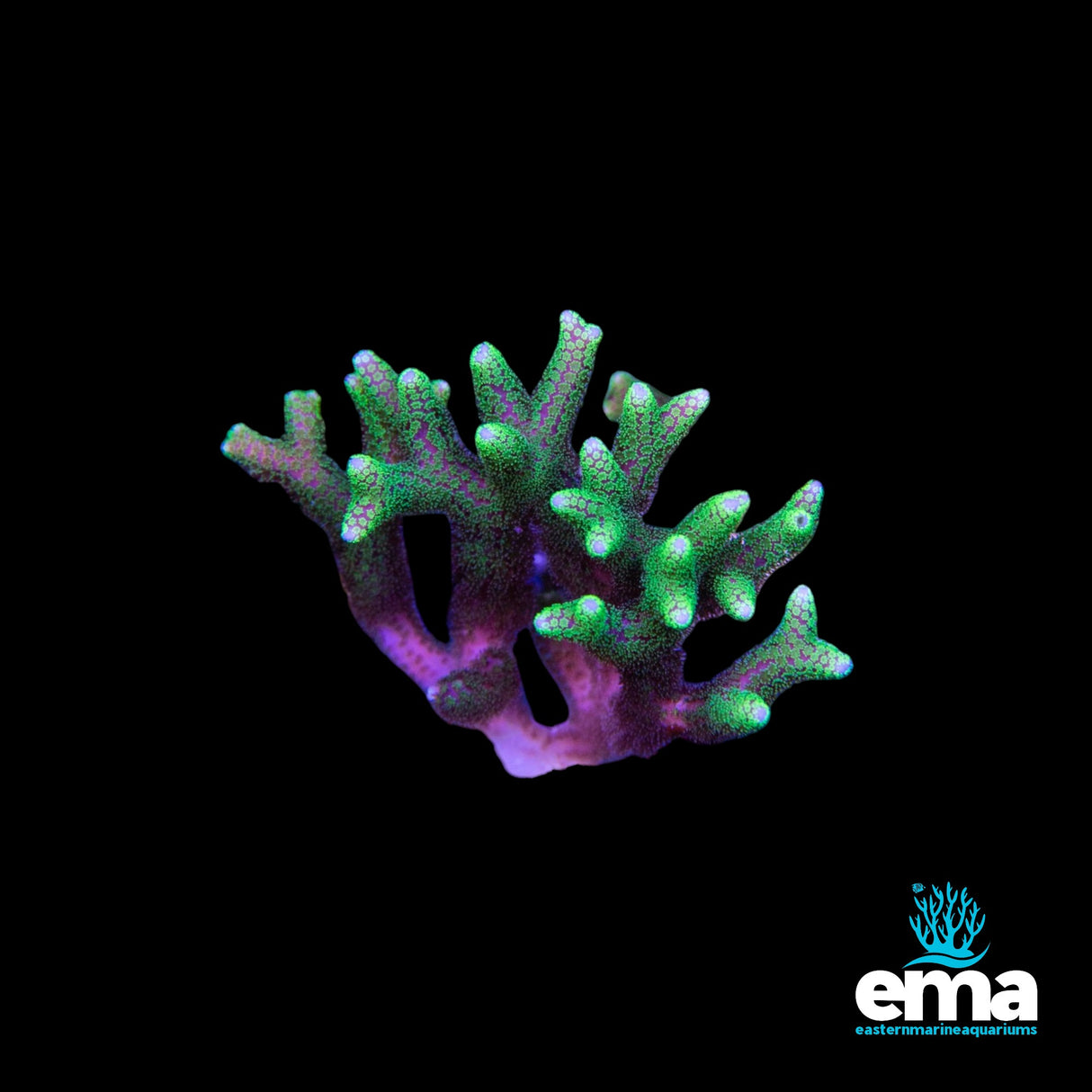 Green Birdsnest Fragment