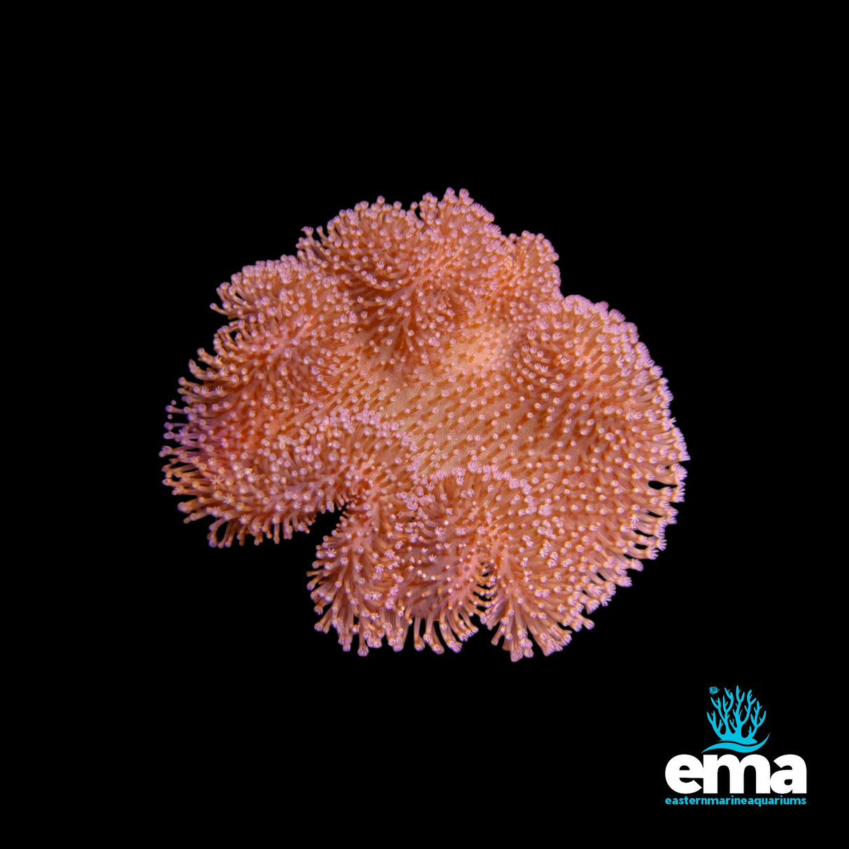 Yellow Fijian Toadstool - Medium