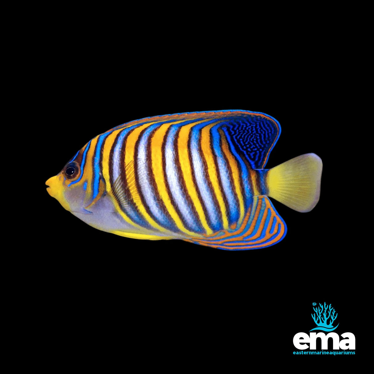 Pacific Ocean Regal Angelfish