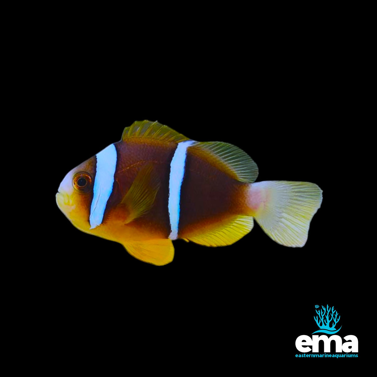 Bluestripe Clownfish