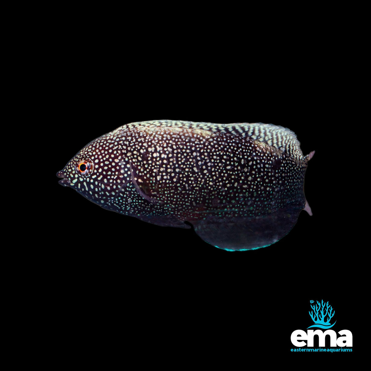 Black Leopard Wrasse