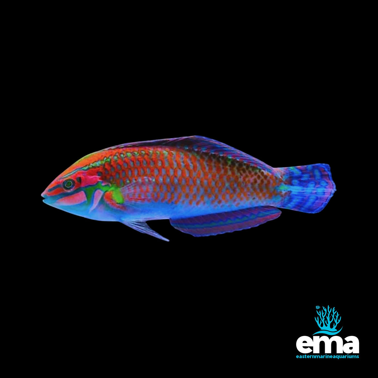 Red-Lined Wrasse