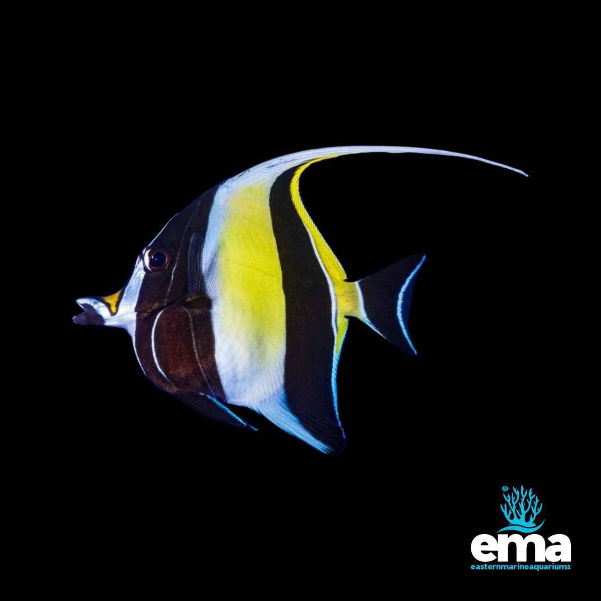 Moorish Idol Pair