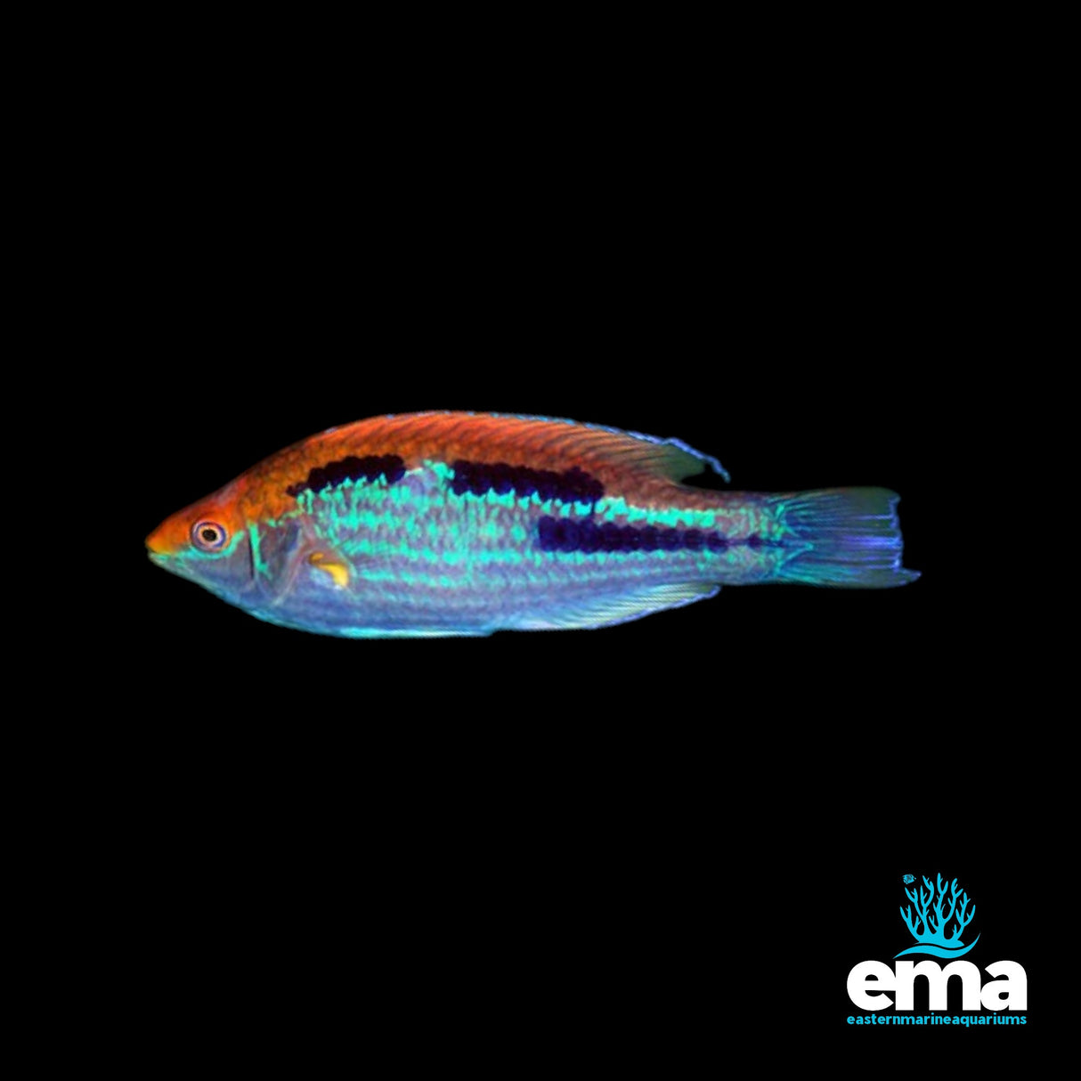 Lubbock's Fairy Wrasse (Northern Variety)