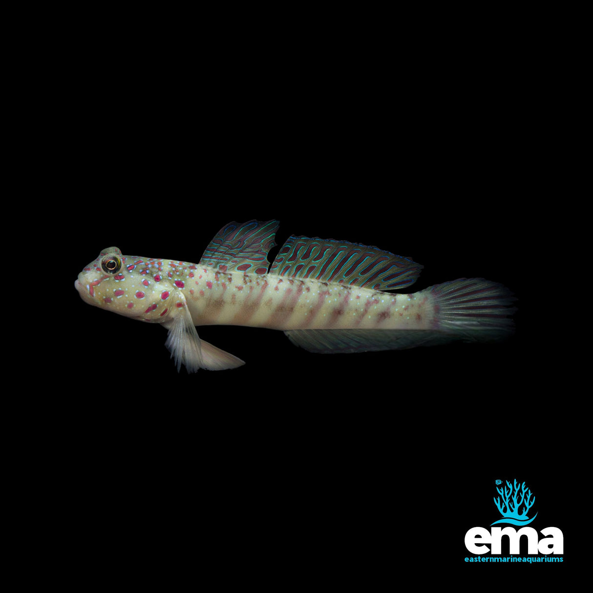 Pink-Speckled Shrimp Goby