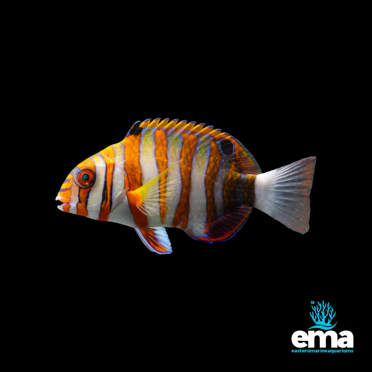 Indonesian Harlequin Tusk Wrasse