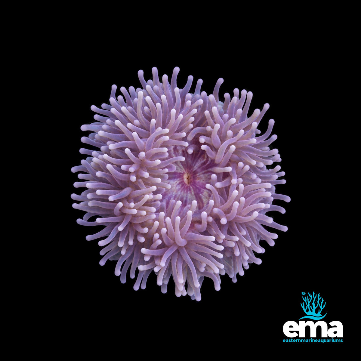 Purple Magnificent Anemone
