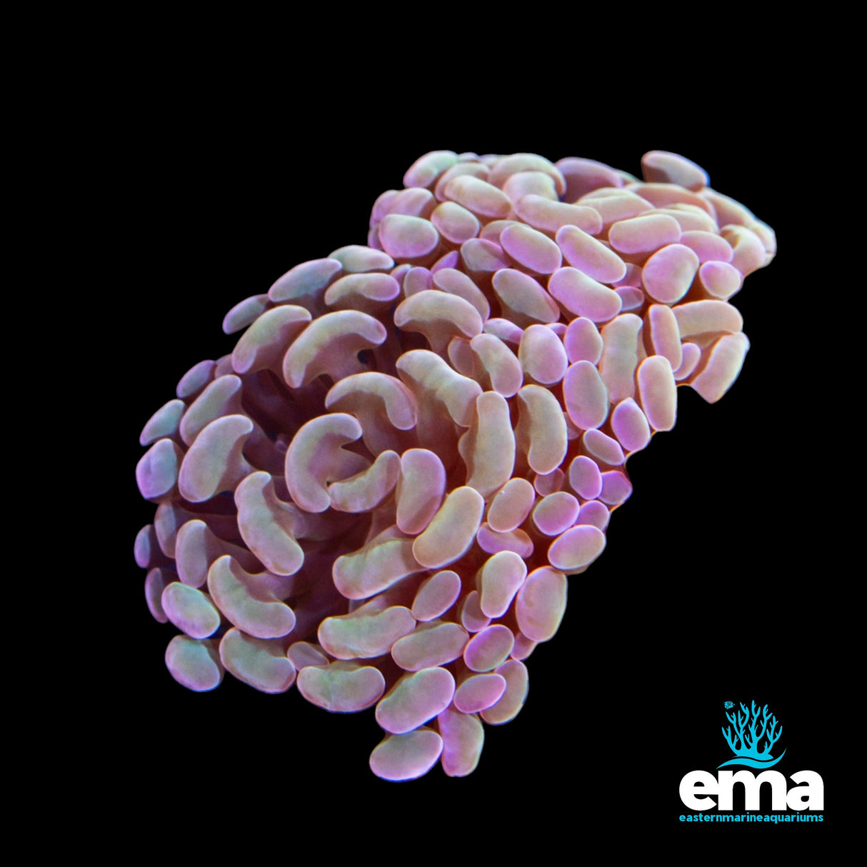 Peach Hologram Hammer - Aquacultured