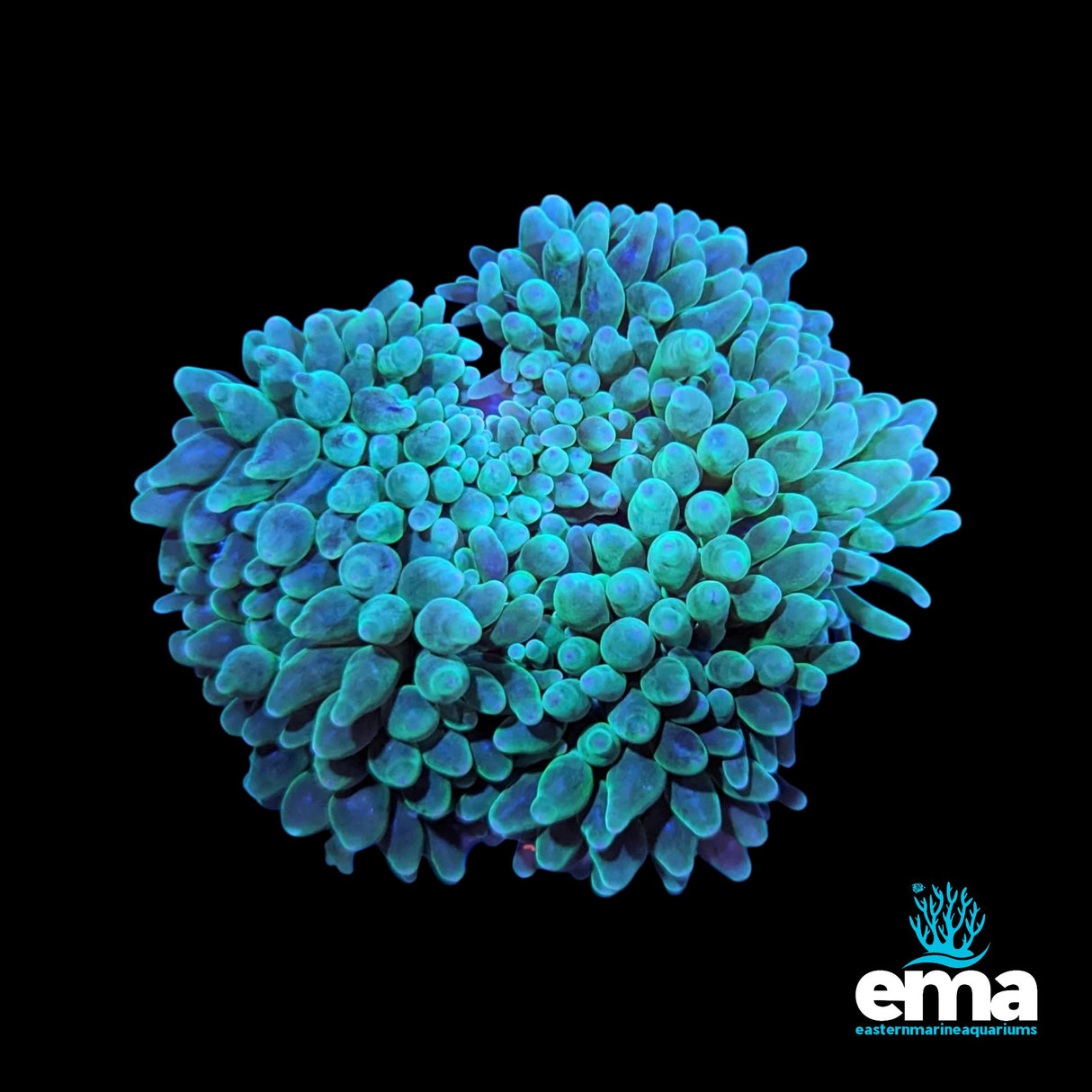 Green Bubble Tip Anemone