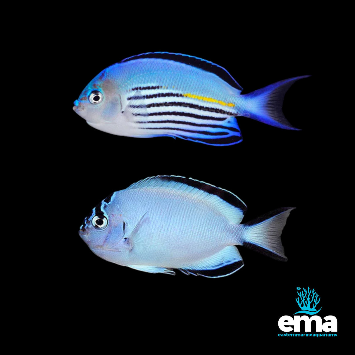 Watanabei Angelfish Male & Female Pair