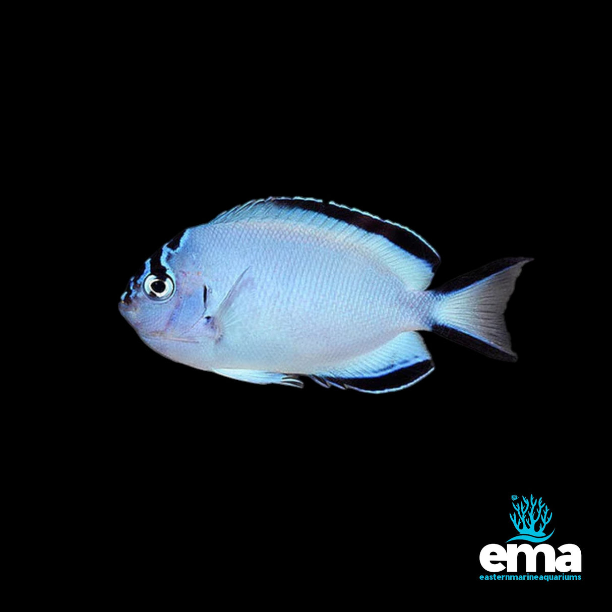 Watanabei Angelfish Female