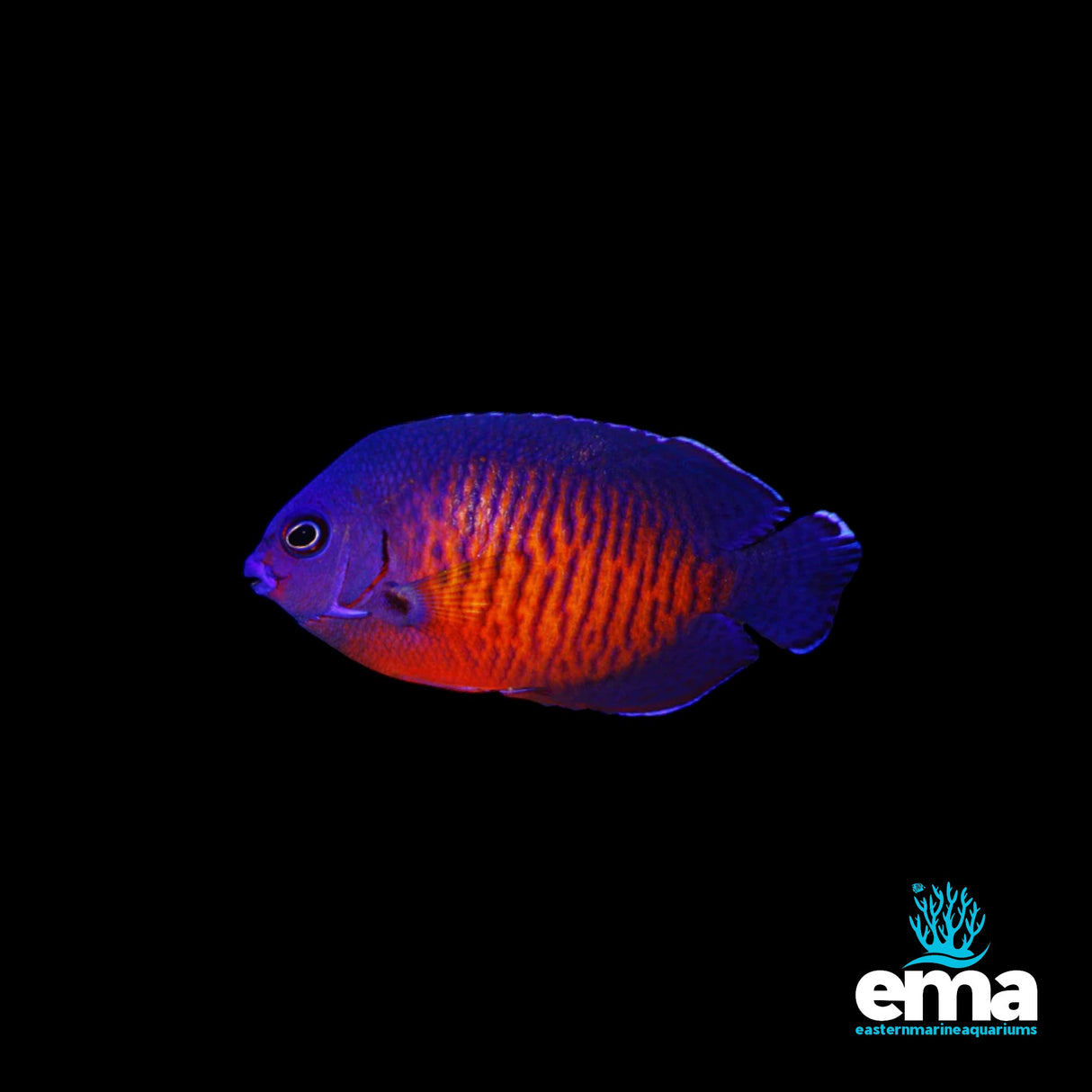 Deep Water Orange Coral Beauty Angelfish